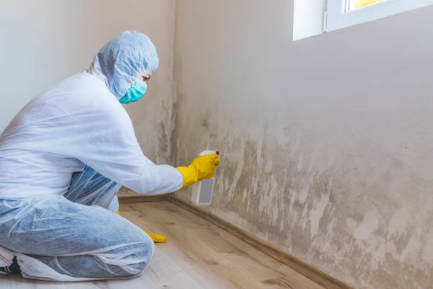 Licensed Mold Removal service in Greenbush, VA - WQB Mold Removal