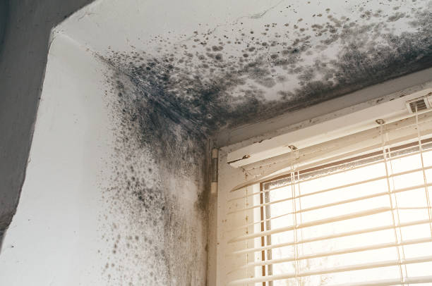 Affordable Mold Removal solutions in Greenbush, VA