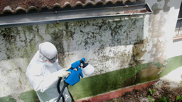 Top rated local Mold Removal specialists in Greenbush, VA